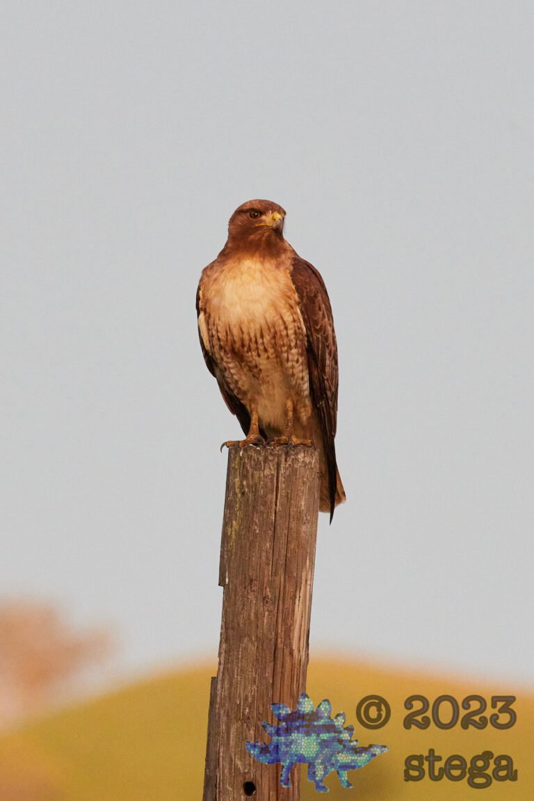 Red-Tailed Hawk