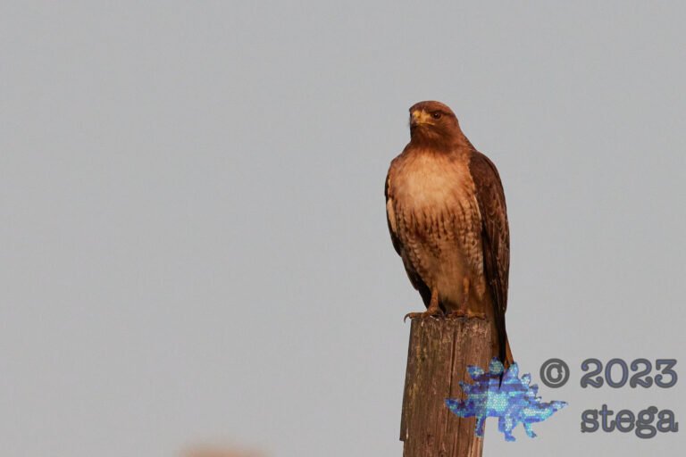 Red-Tailed Hawk