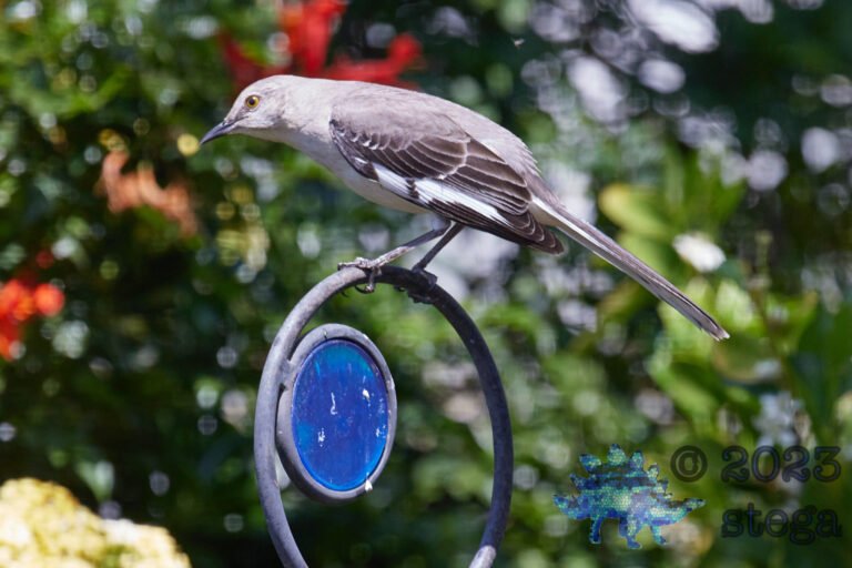 Northern Mockingbird