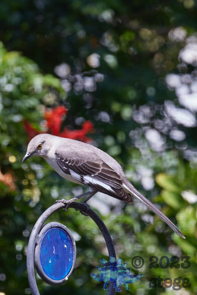 Northern Mockingbird