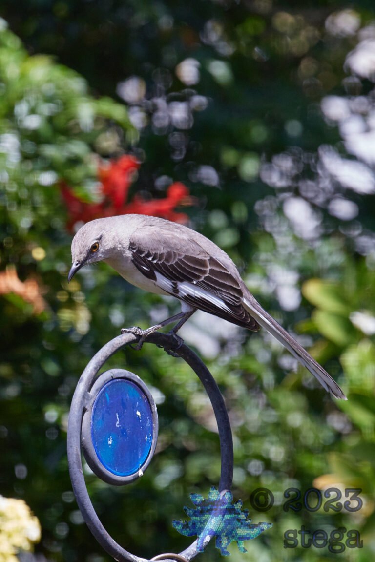 Northern Mockingbird
