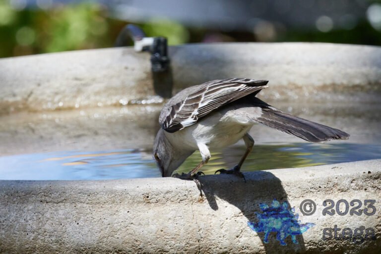 Northern Mockingbird