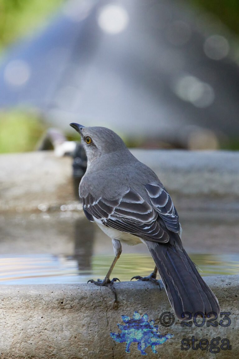 Northern Mockingbird