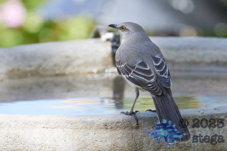 Northern Mockingbird