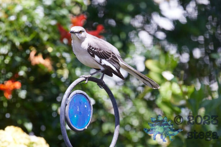 Northern Mockingbird