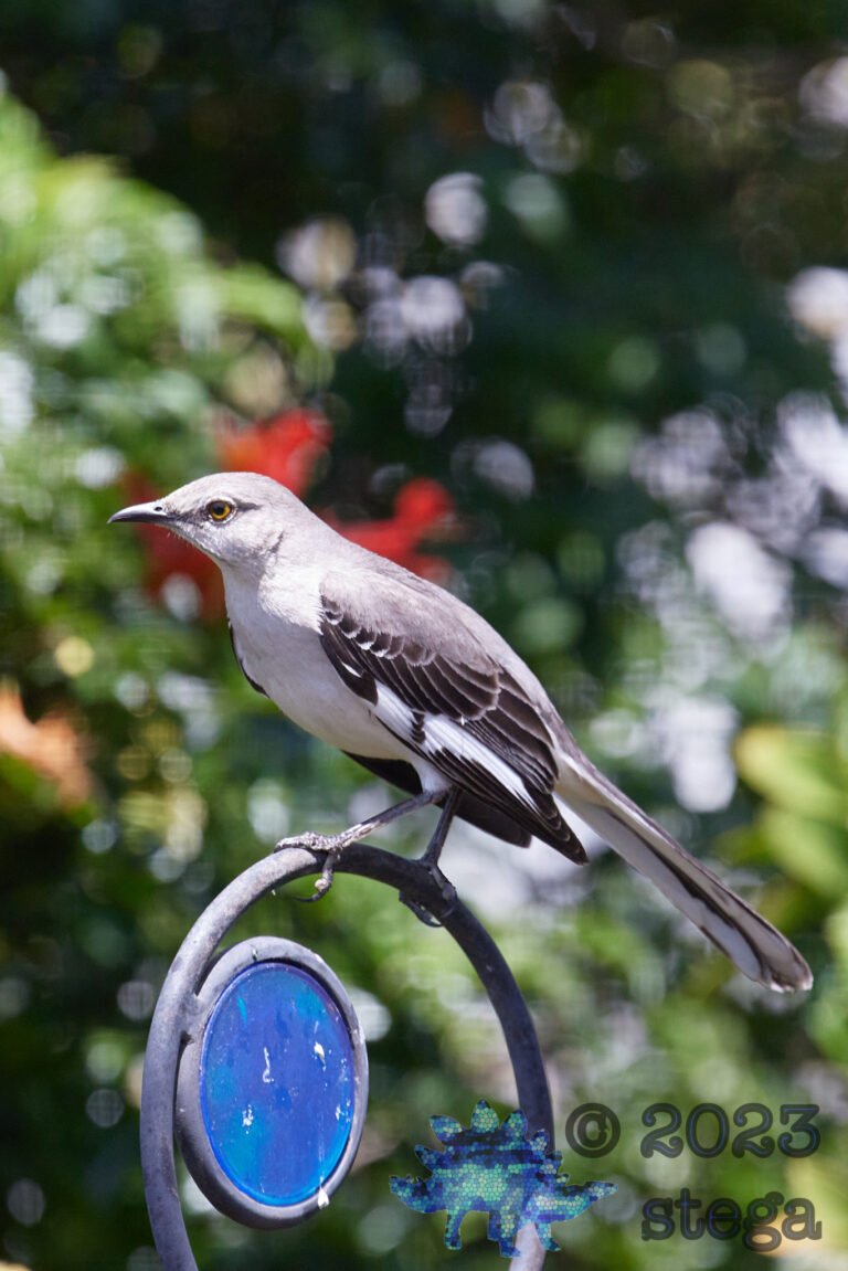 Northern Mockingbird