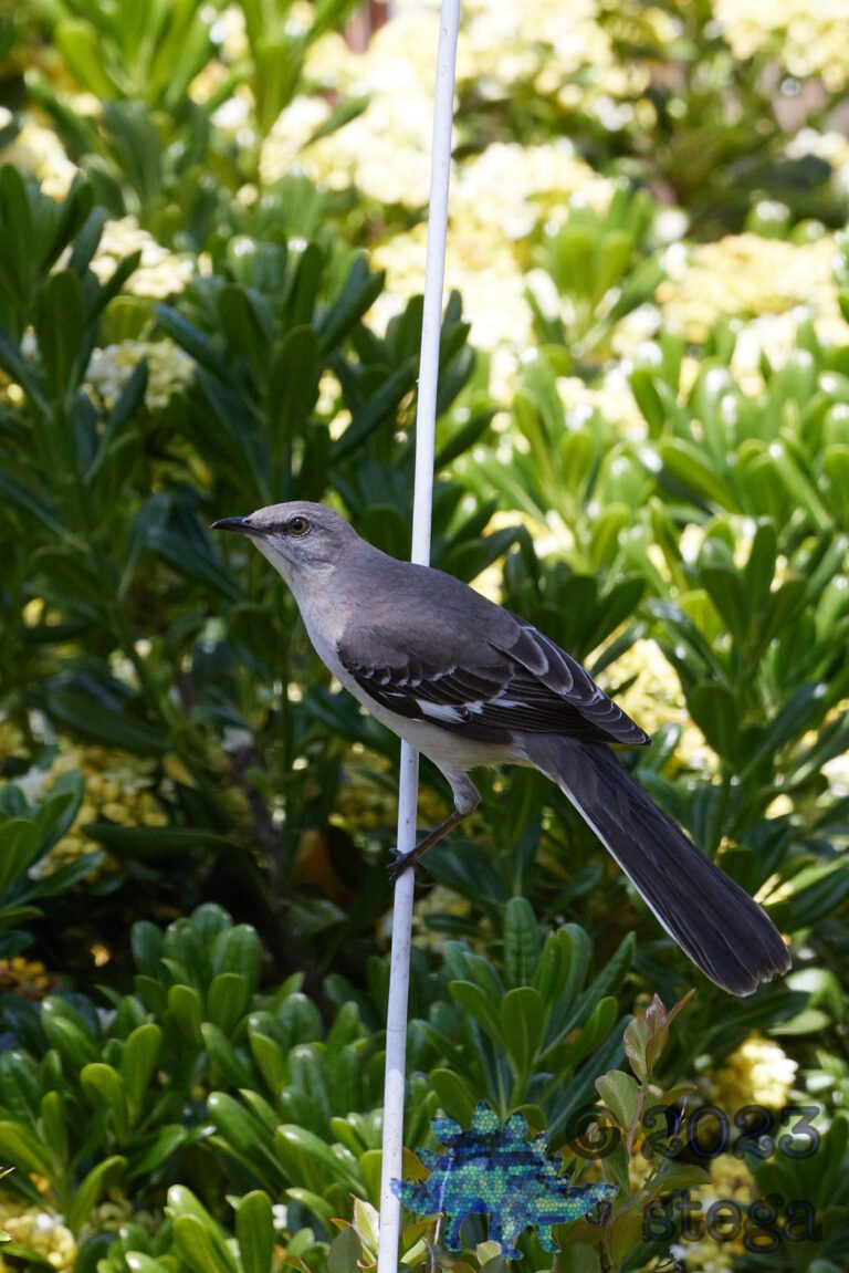 Northern Mockingbird