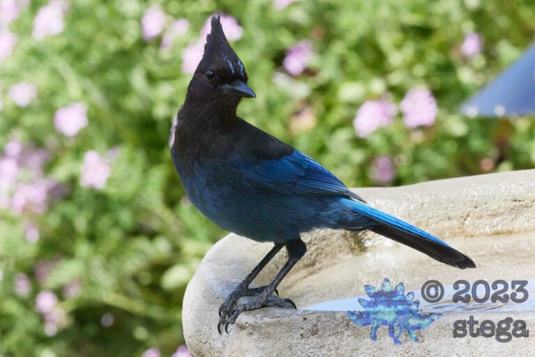 Steller’s Jay