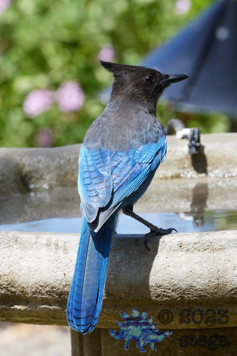 Steller’s Jay