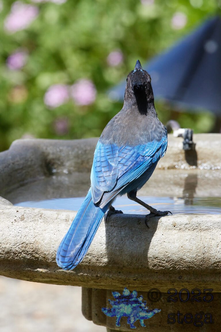 Steller’s Jay