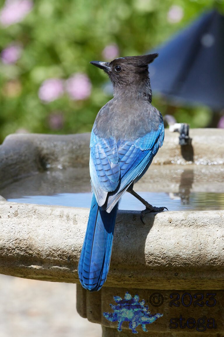 Steller’s Jay