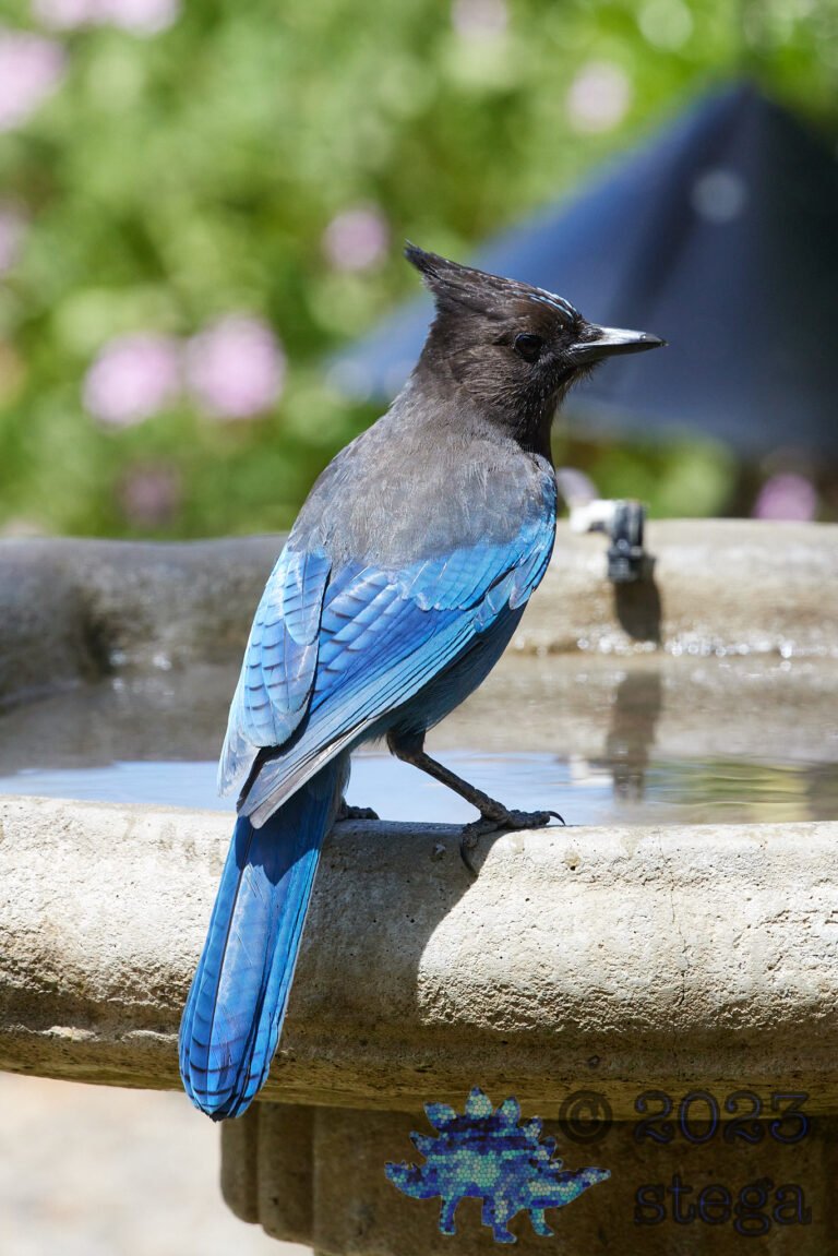 Steller’s Jay