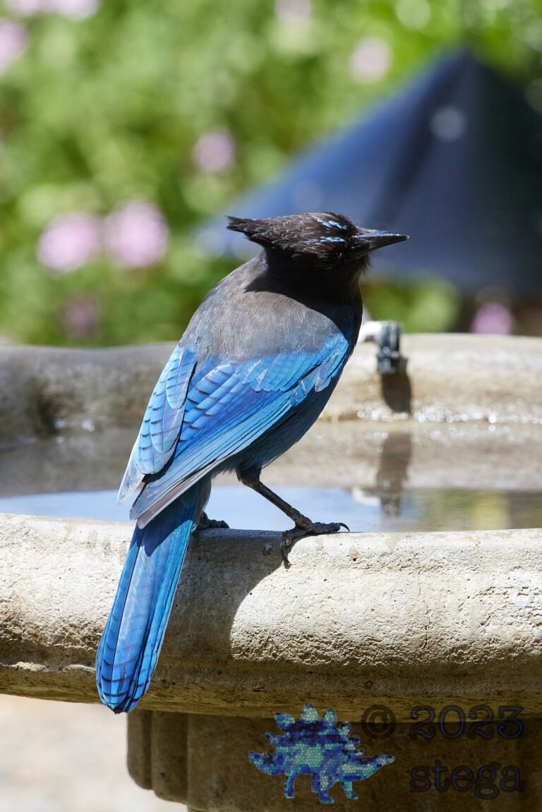 Steller’s Jay