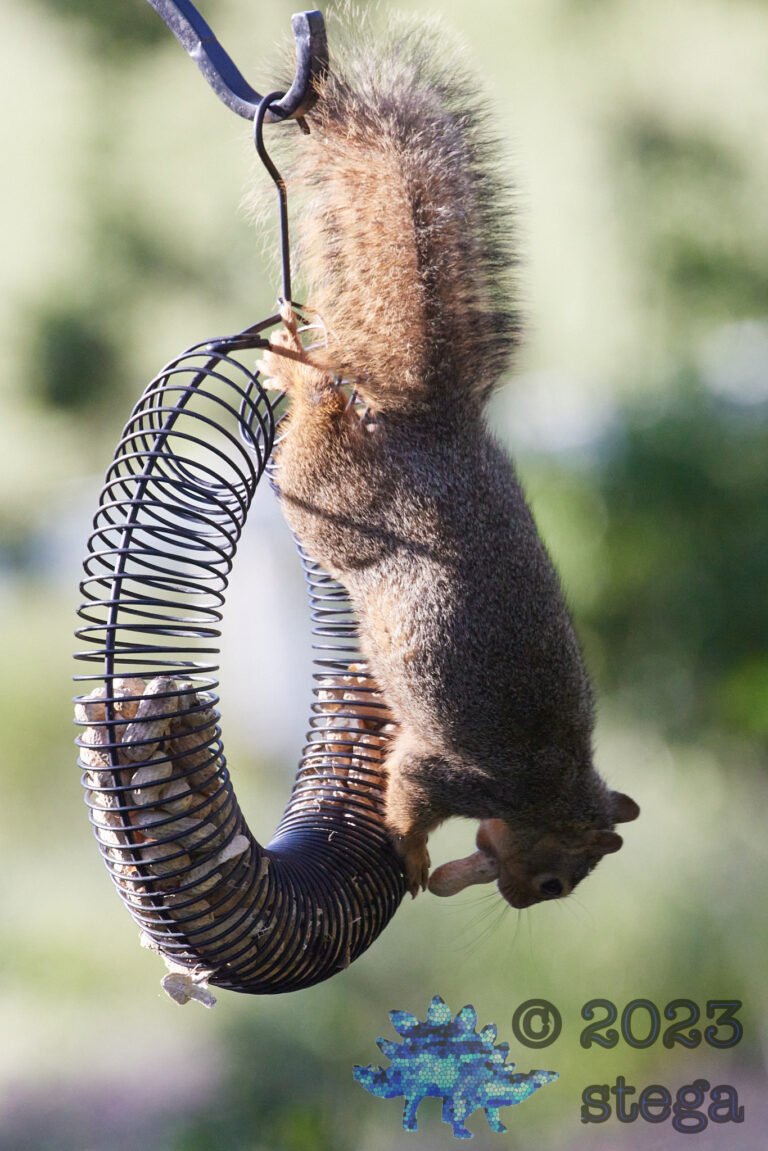 Fox Squirrel