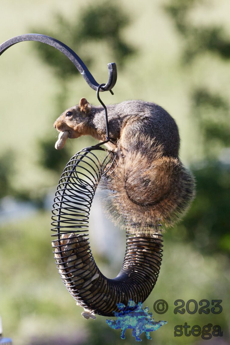 Fox Squirrel