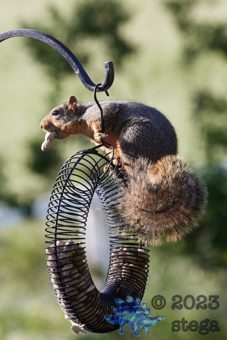 Fox Squirrel