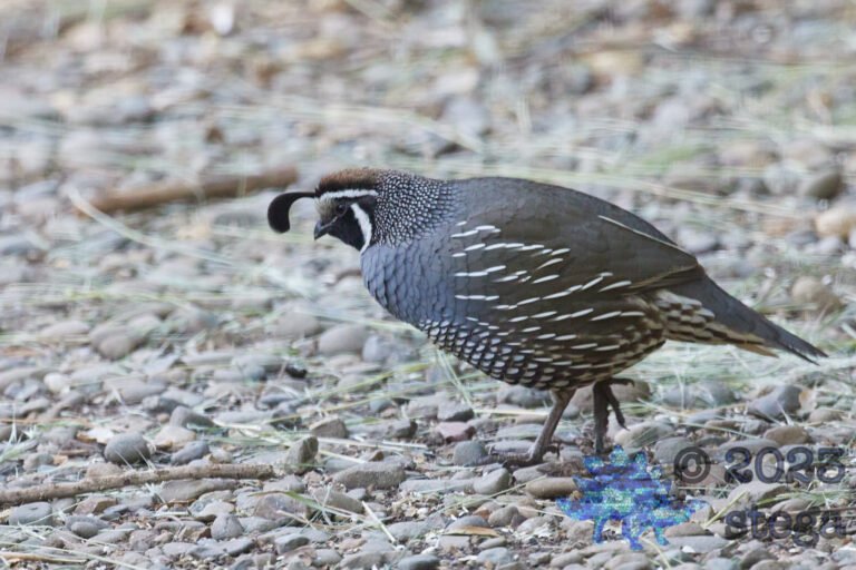 California Quail