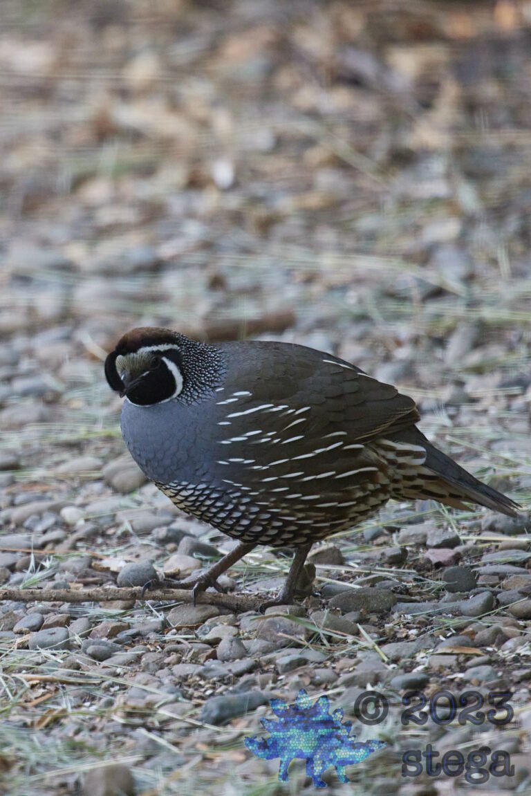 California Quail
