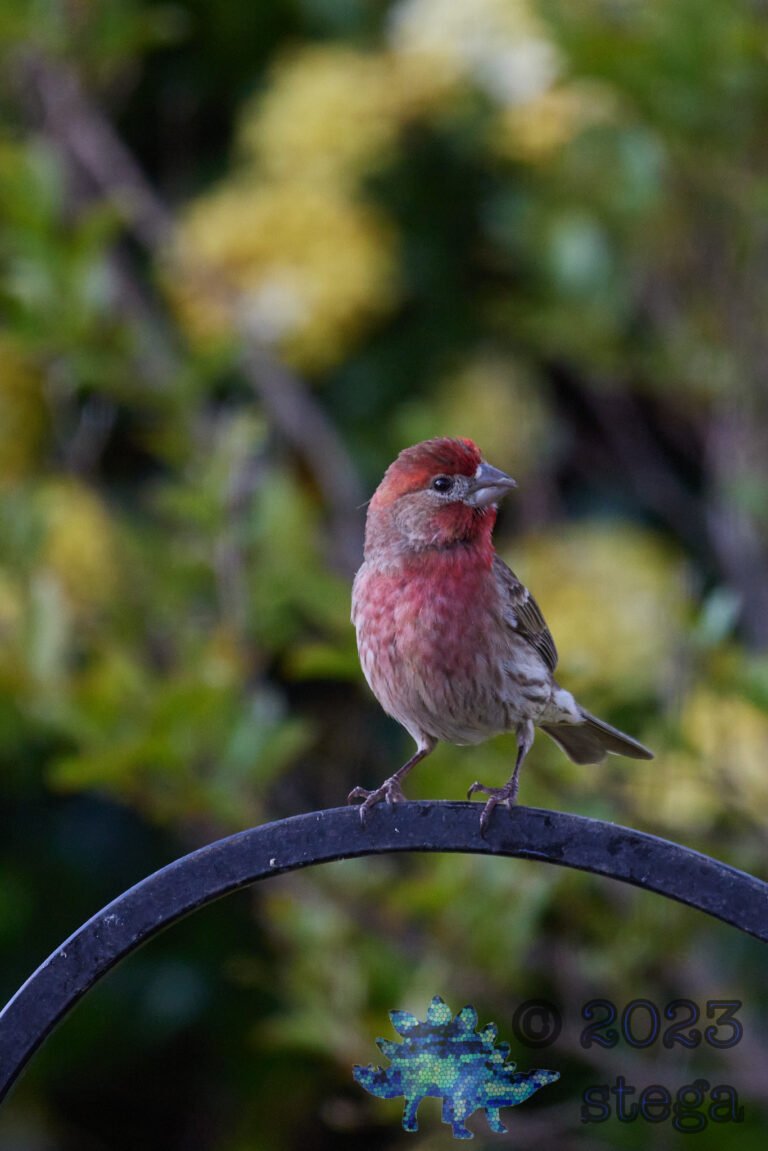 House Finch
