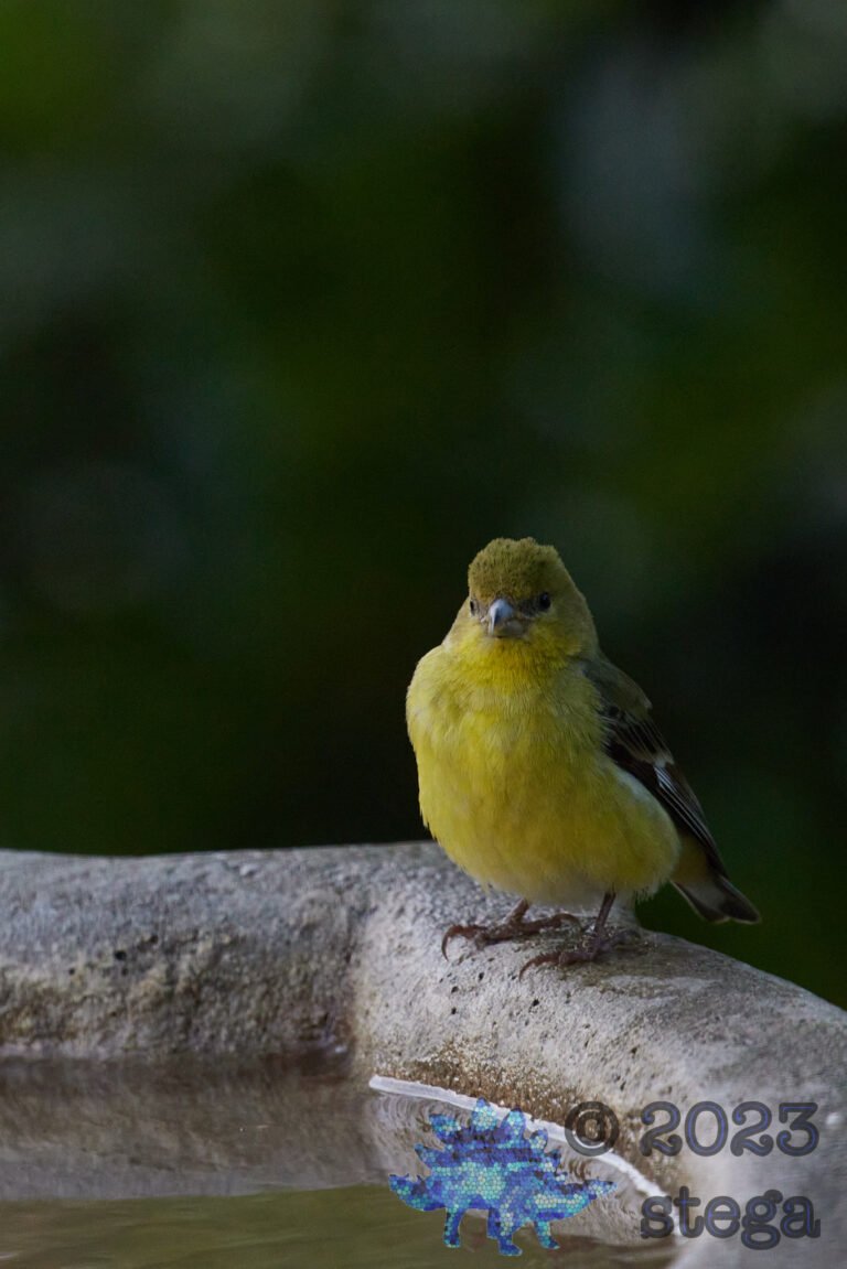 Lesser Goldfinch
