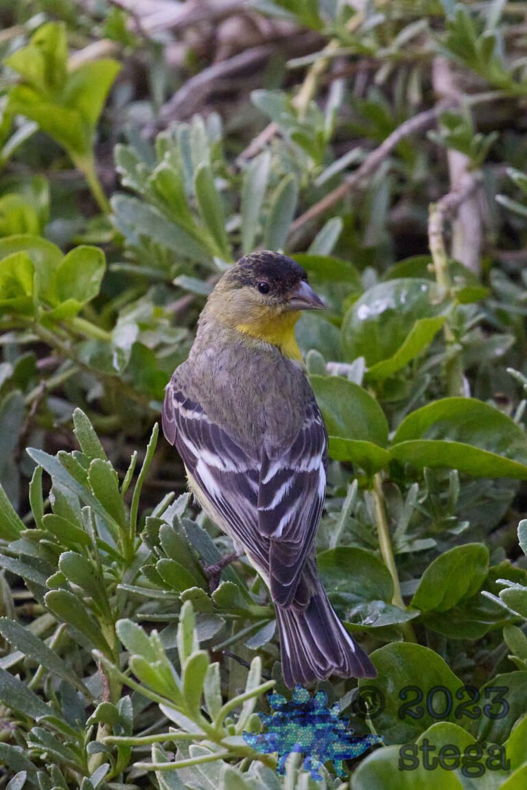 Lesser Goldfinch