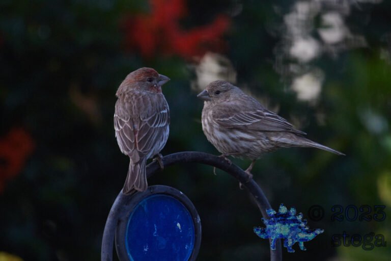 House Finch Pair