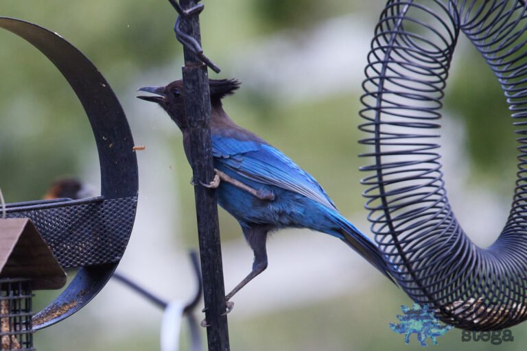 Steller’s Jay