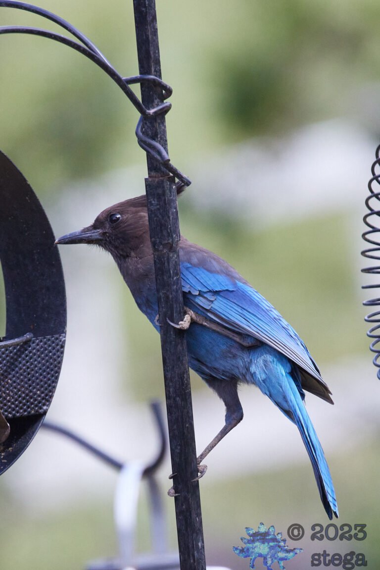 Steller’s Jay