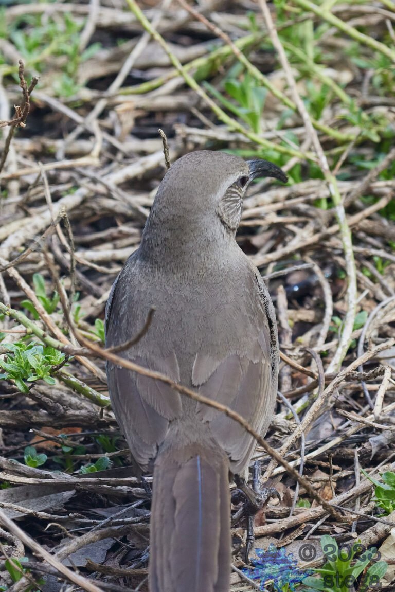 California Thrasher