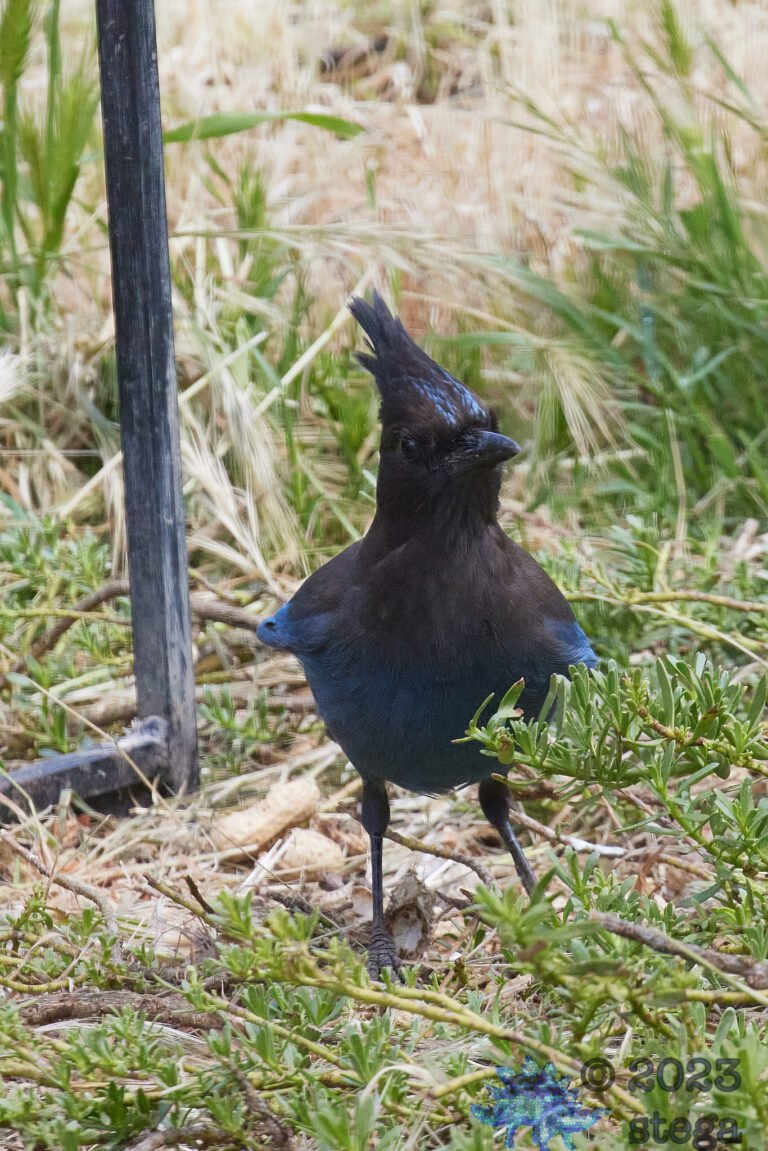 Steller’s Jay