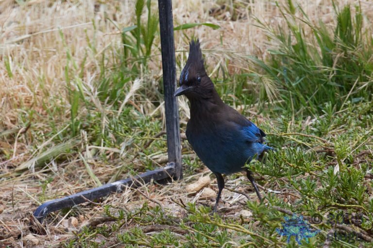 Steller’s Jay
