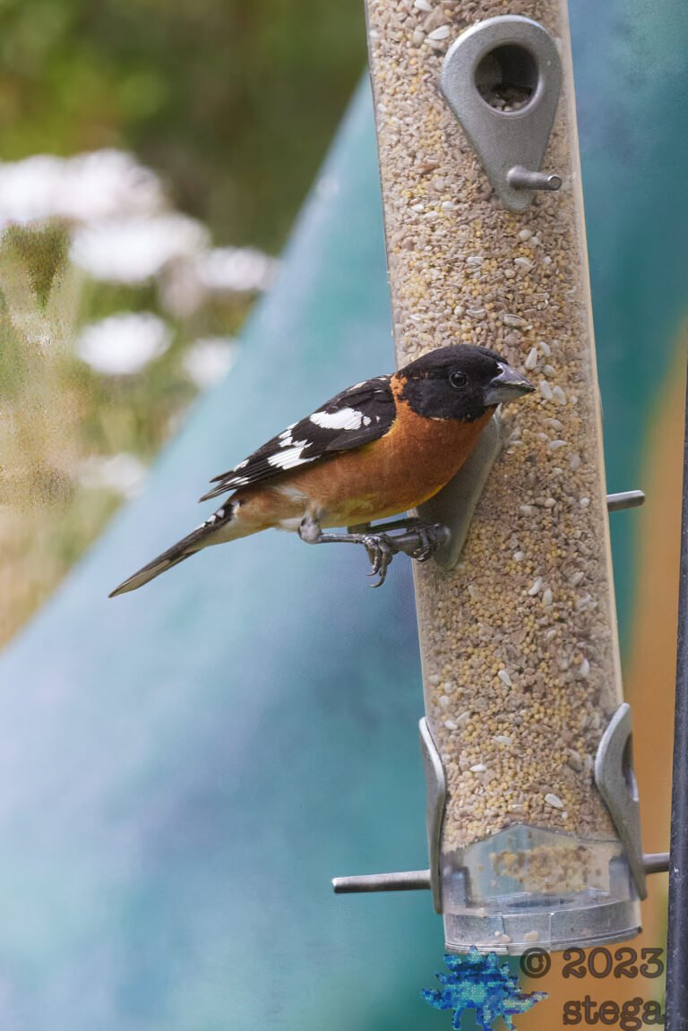 Black-Headed Grosbeak