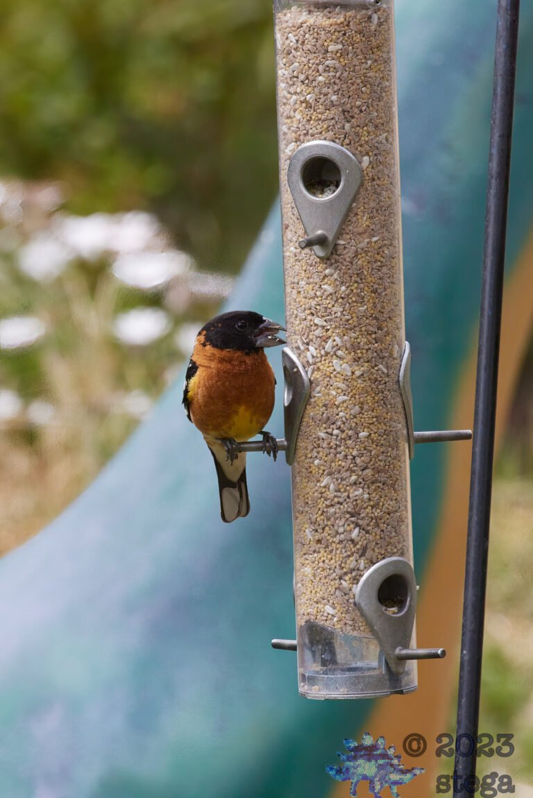 Black-Headed Grosbeak