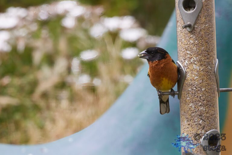 Black-Headed Grosbeak