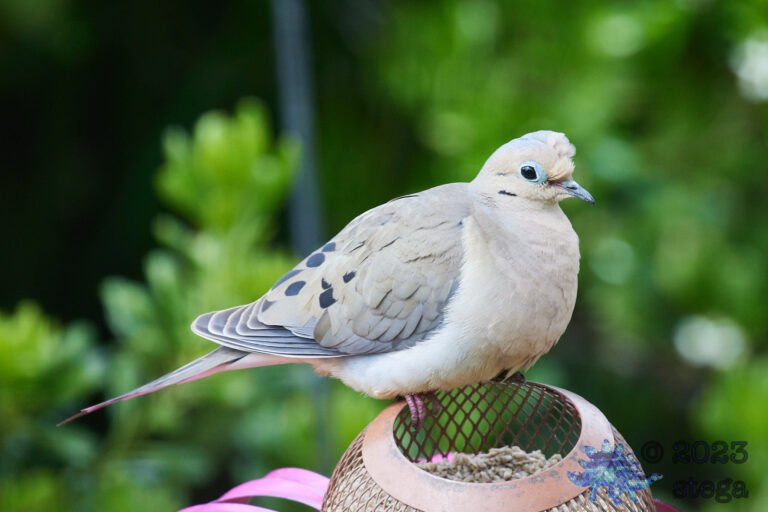 Mourning Dove