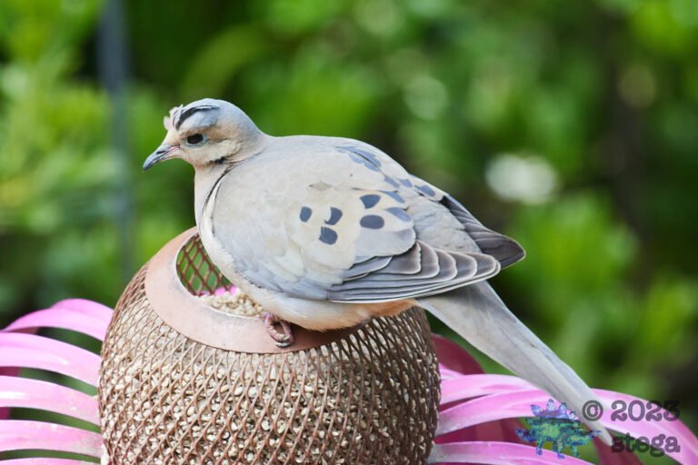 Mourning Dove