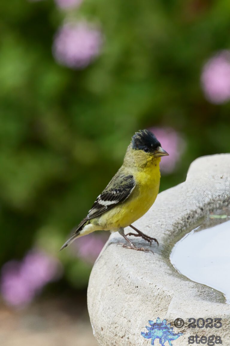Lesser Goldfinch