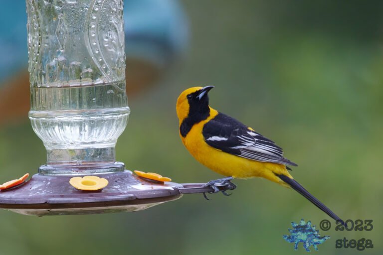 Hooded Oriole