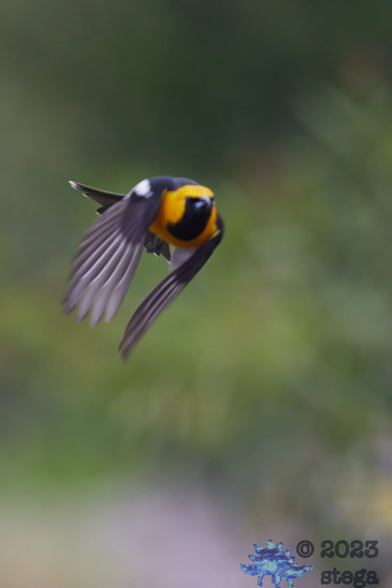 Hooded Oriole