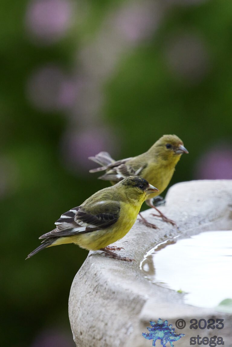 Goldfinches