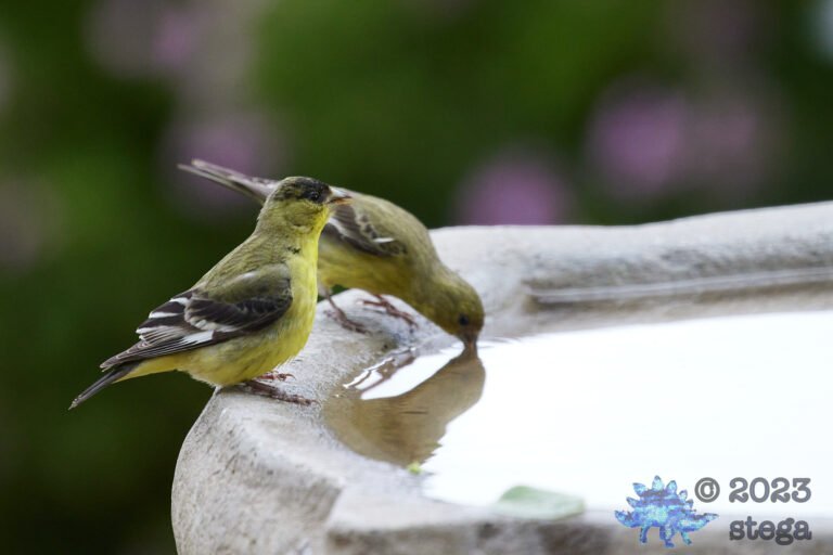 Goldfinches