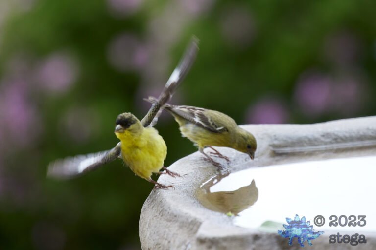 Goldfinches