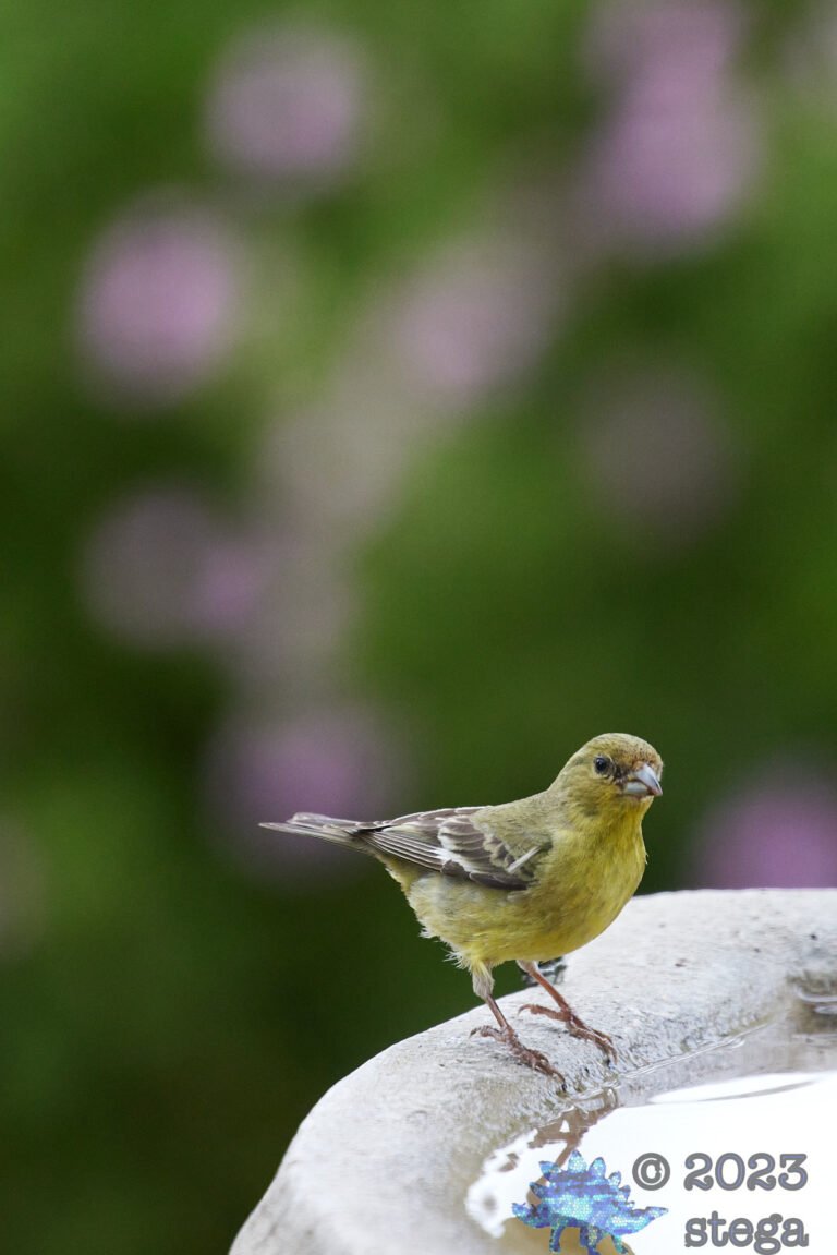 Lesser Goldfinch