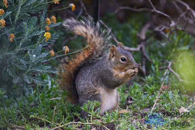 Fox Squirrel