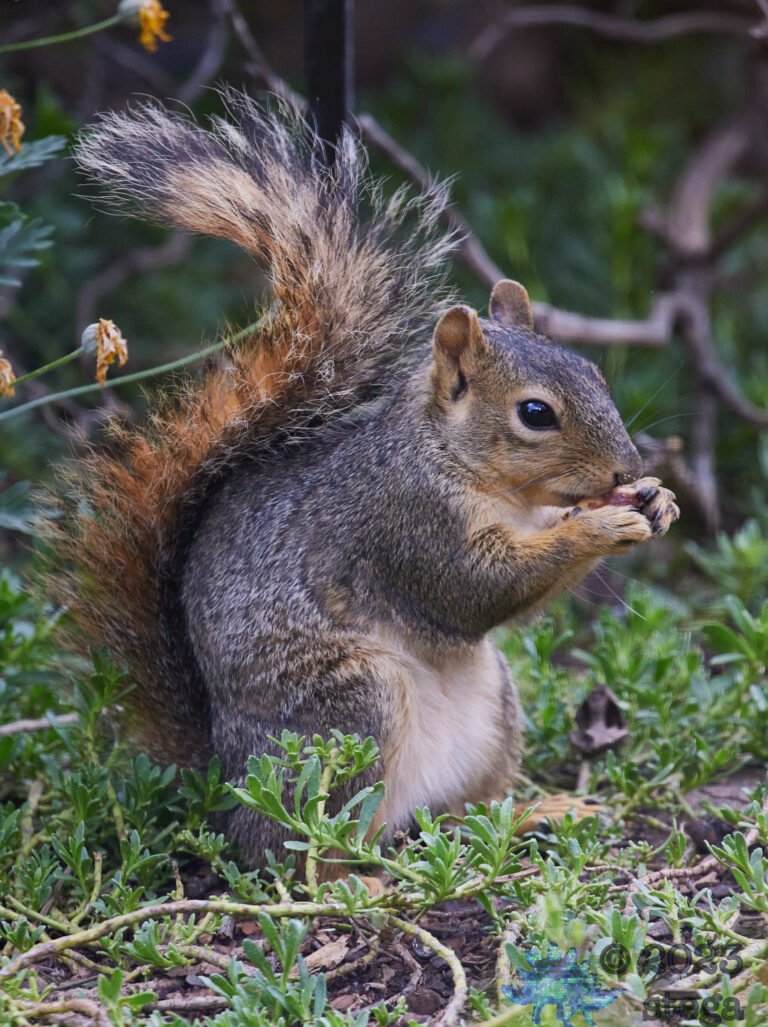 Fox Squirrel