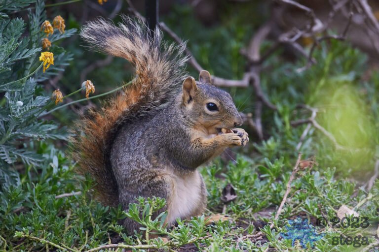 Fox Squirrel