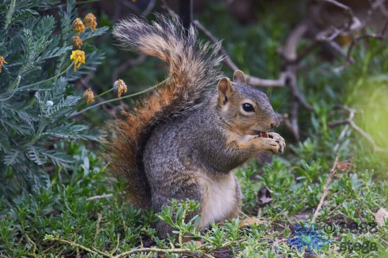 Fox Squirrel