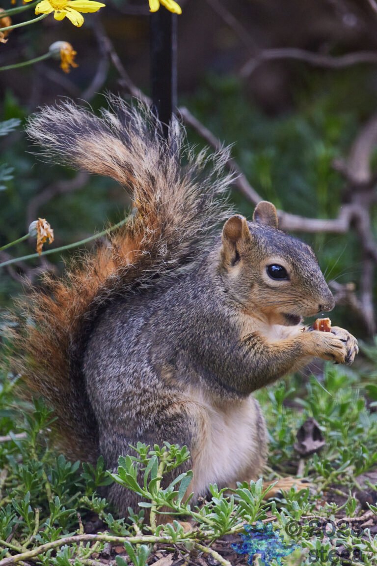 Fox Squirrel