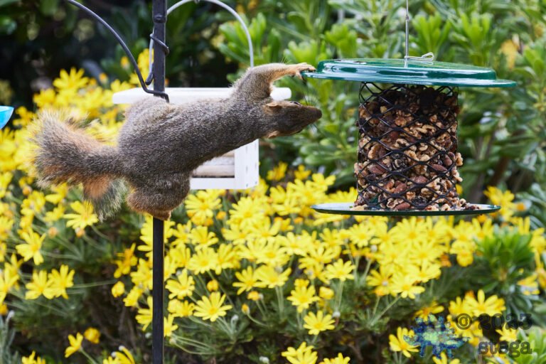 Fox Squirrel