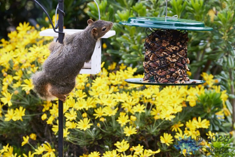 Fox Squirrel